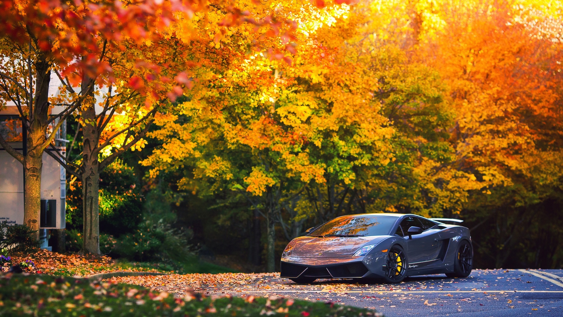 Lamborghini - arbres automne.jpg