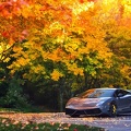 Lamborghini - arbres automne