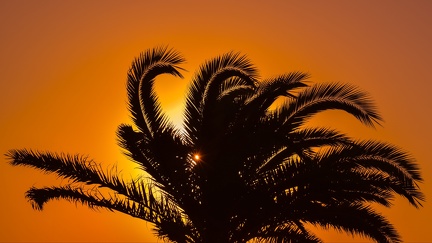Palmier - coucher de soleil