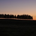 Silhouettes des arbres avec le coucher de soleil