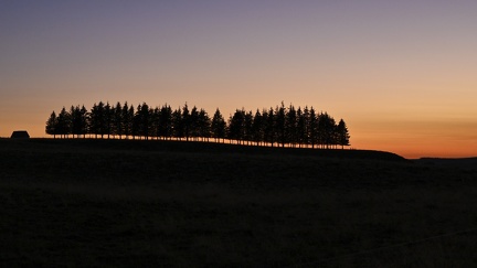 Silhouettes des arbres avec le coucher de soleil