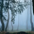Brume dans la forêt 