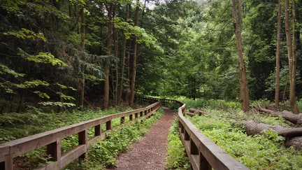 Chemin dans la forêt - Nature