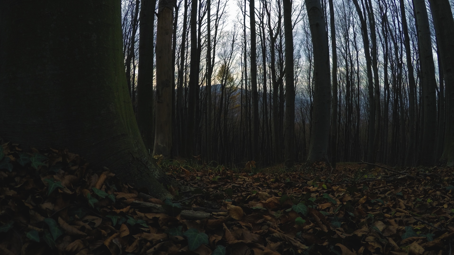 Dans la forêt - photographie.jpg