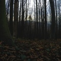 Dans la forêt - photographie