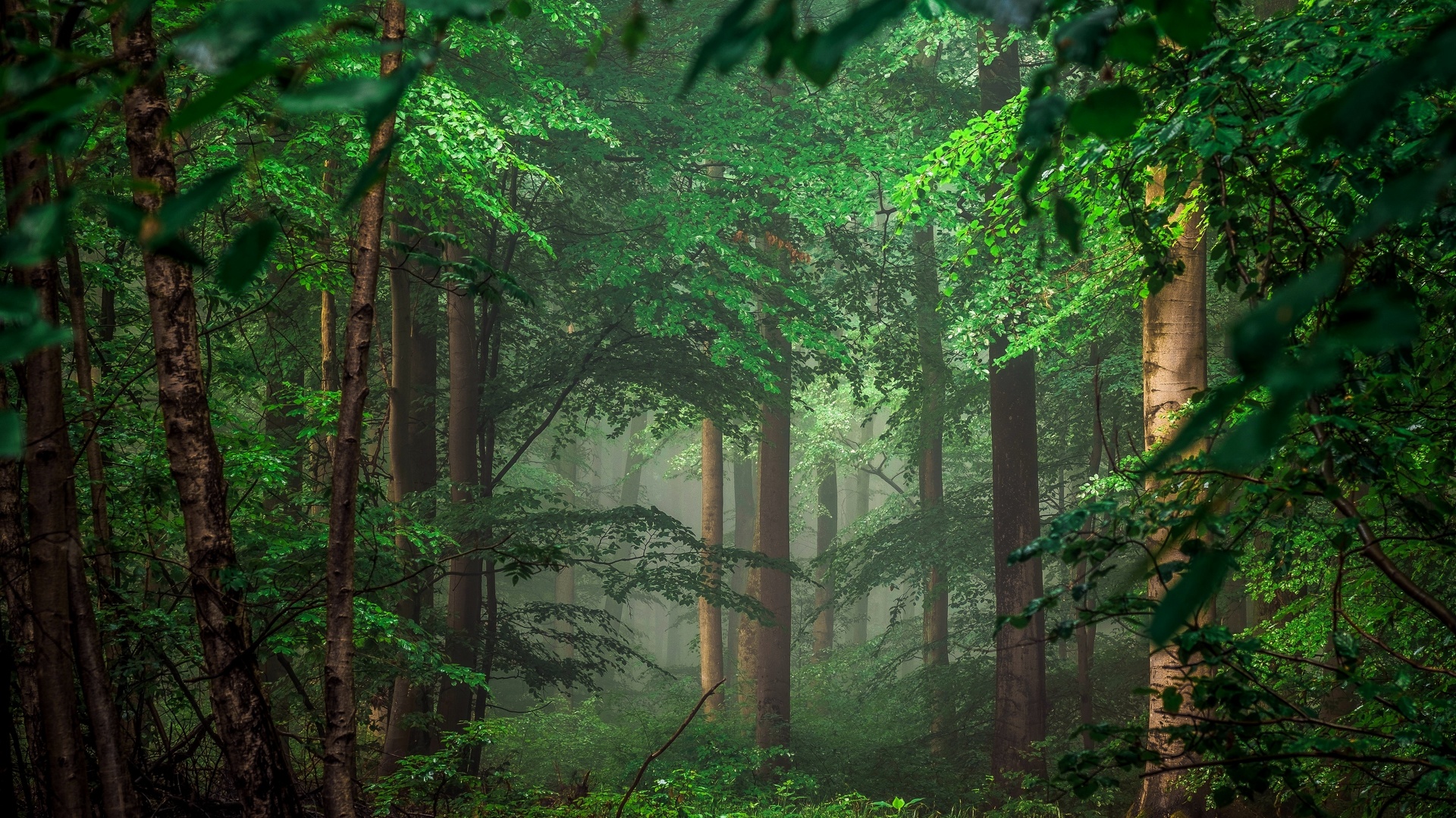 Fond d'écran - Forêt 4K.jpg