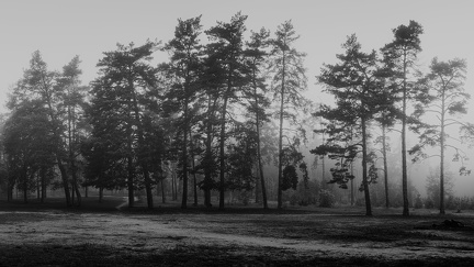 Forêt - fond d'écran noir et blanc