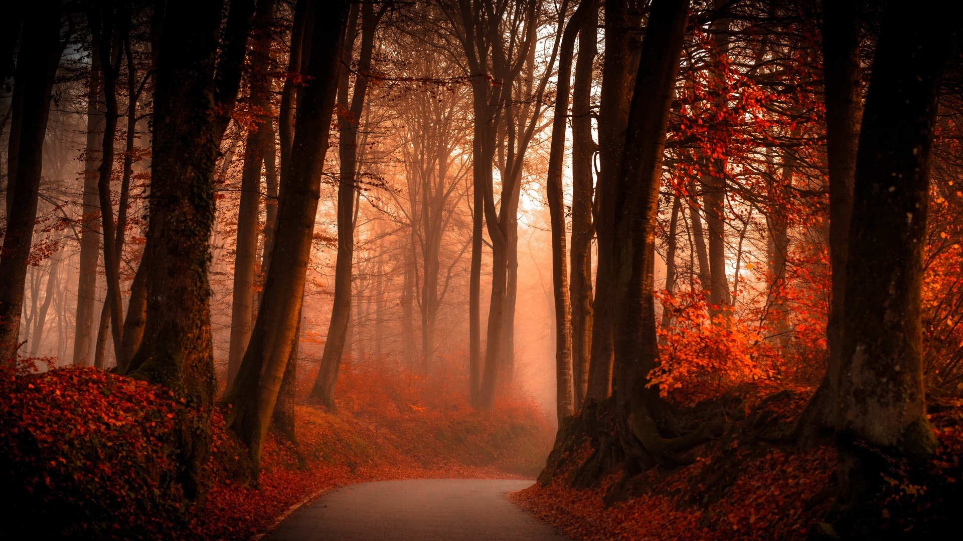 Forêt en automne.jpg