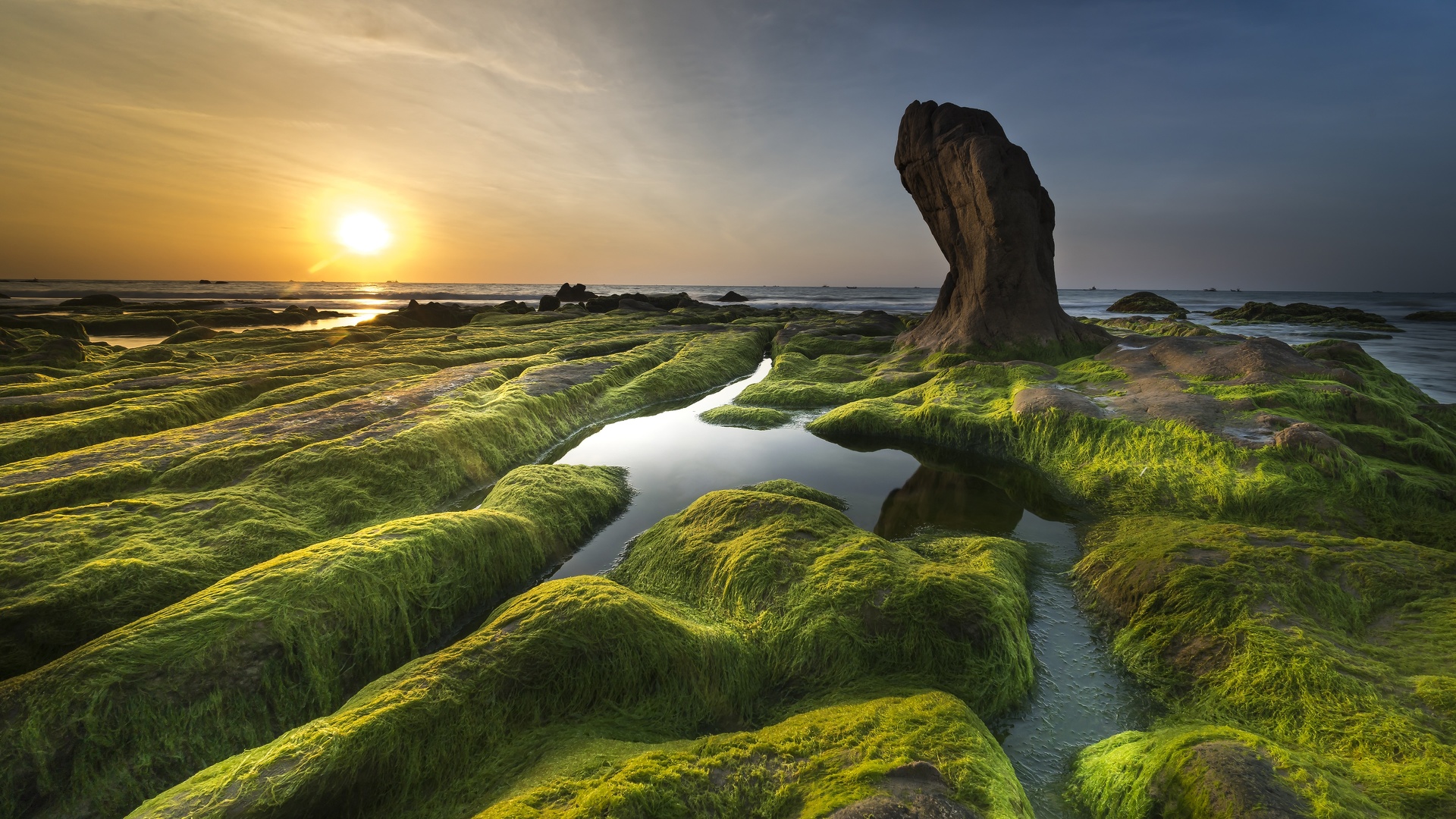 Bord de mer - algues et rochers.jpg