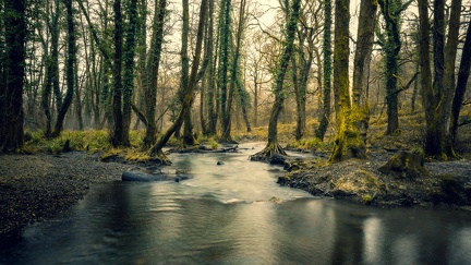 Forêt - rivière