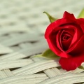 Rose rouge - photographie