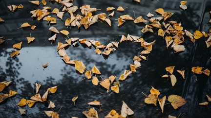 Feuilles automne formant un coeur