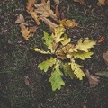 Photo feuilles chène