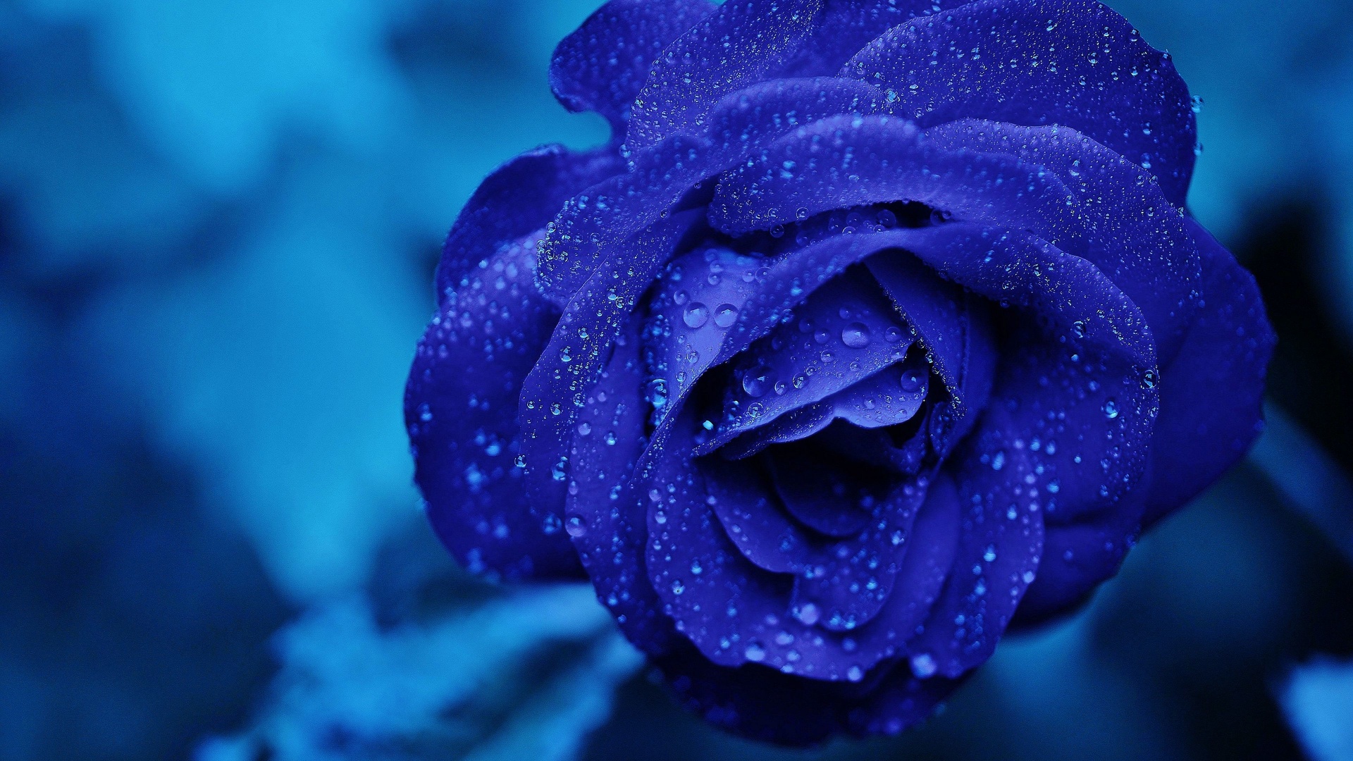 Rose bleue - fleur gros plan.jpg