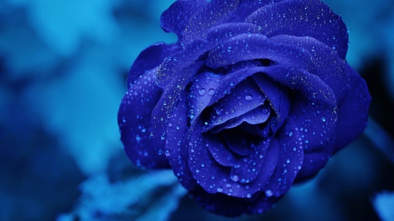 Rose bleue - fleur gros plan