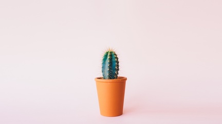 Cactus - photographie simple
