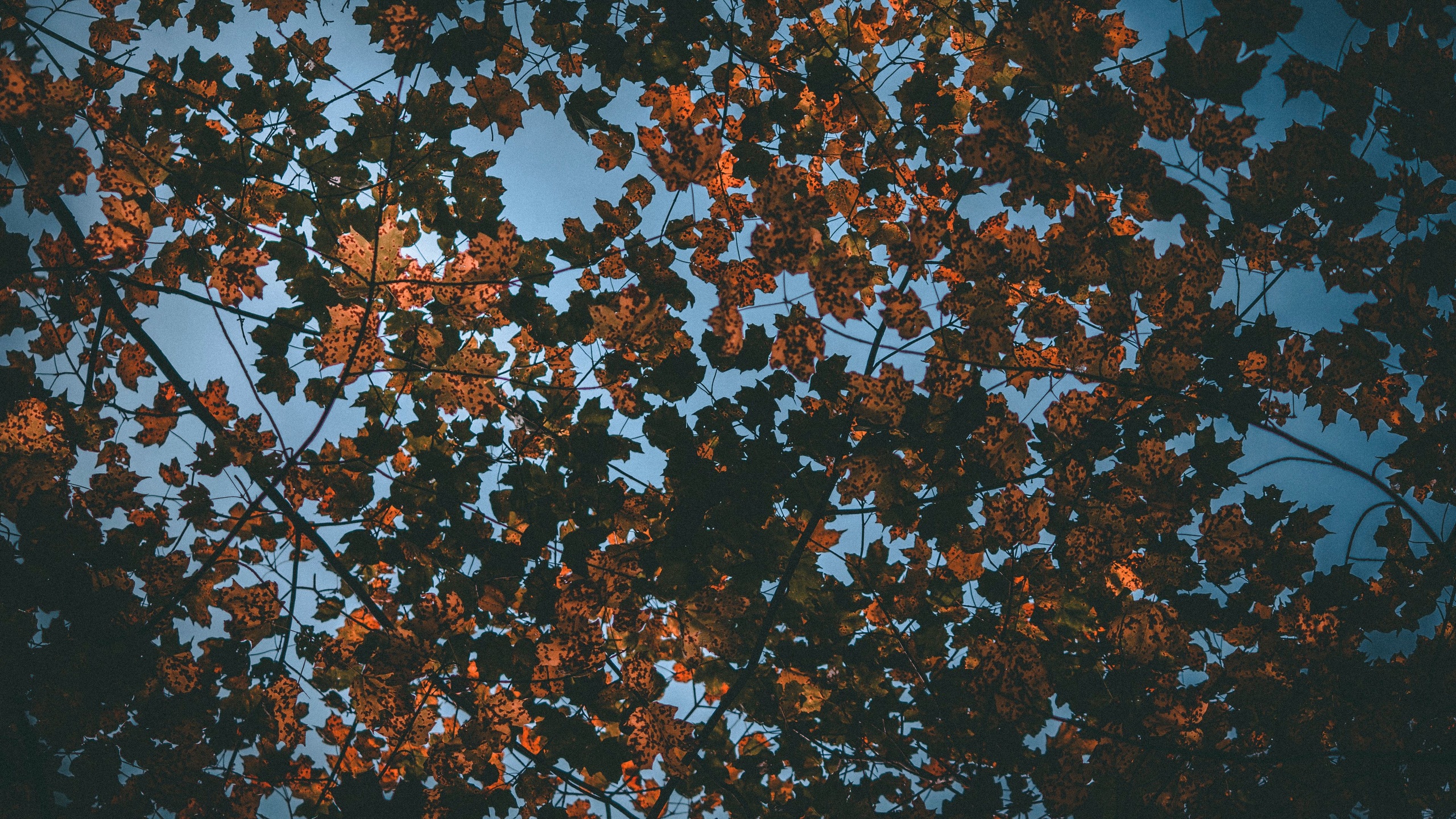 Arbres - feuilles automne