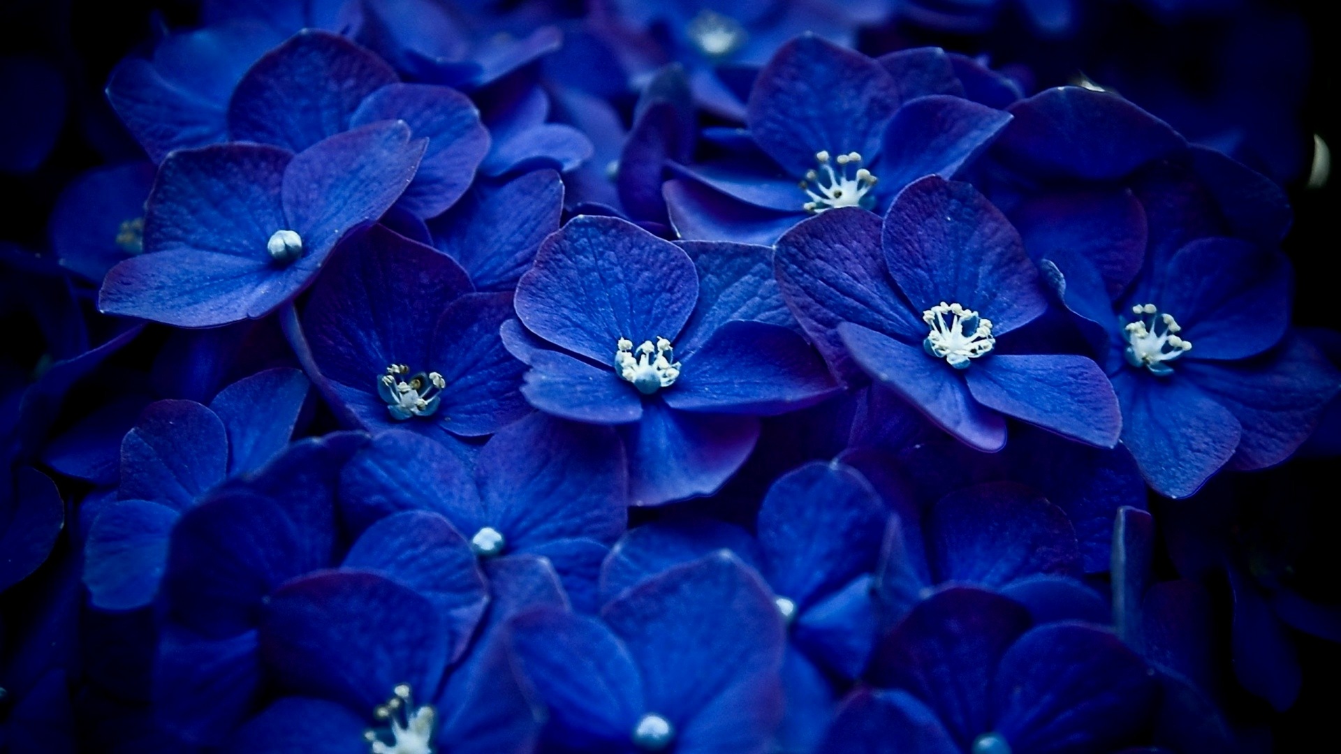 Black collection - fleurs bleues - fond d'écran.jpg