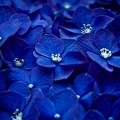 Black collection - fleurs bleues - fond d'écran
