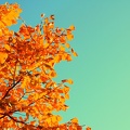 Feuilles d'automne - Photographie