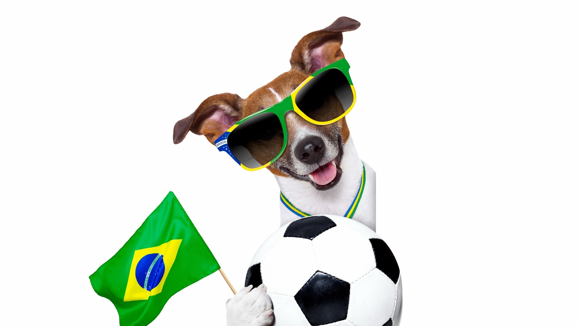 Chien supporter du Brésil - foot - Sport.jpg