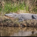 Crocodile fond écran HD