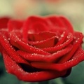 Magnifique rose rouge