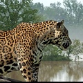 Leopard - fond d'écran