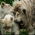 Lions blancs