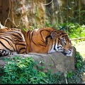 Tigre dans un zoo