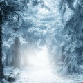 Chemin mysterieux dans la neige
