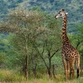 Girafe - fond écran HD