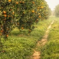Orangeraie - Wallpaper