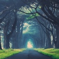 Magnifiques routes à travers les arbres