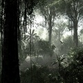 Magnifique fond d'écran - forêt