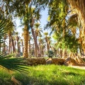 Forêt de palmiers