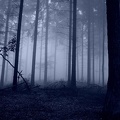 Forêt noire - fond d'écran sombre