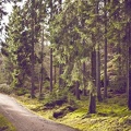 Chemin dans la forêt