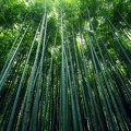 Forêt de Bambous