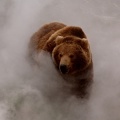 Grizzly dans la brume
