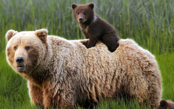 Grizzly et ourson
