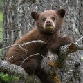 Petit ours brun dans un arbre - photographie