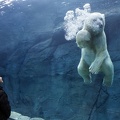 Aquarium - ours blanc