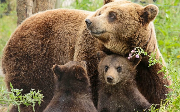 Famille ours - fond d'écran (1)
