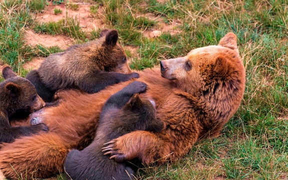 Famille ours - fond d'écran (3)