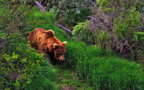 Ours brun dans la forêt