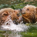 Ours brun dans l'eau