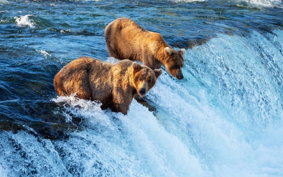 Pêche aux saumons - ours bruns