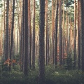 Forêt pins