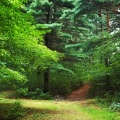 Petit chemin dans la forêt